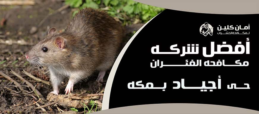 شركة مكافحة الفئران حي أجياد بمكة